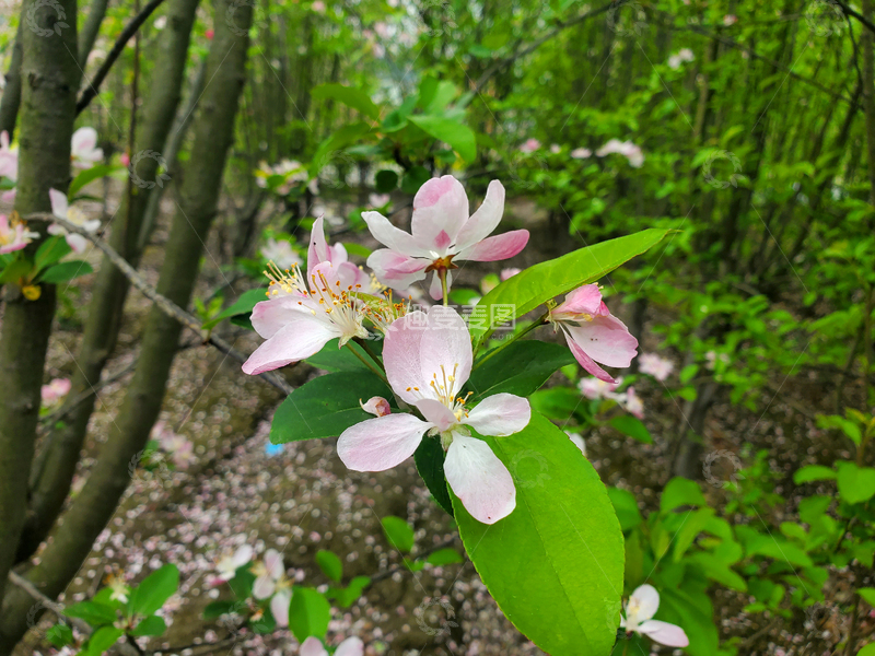 高清大图下载【趣麦麦图】樱花花卉花朵花瓣绿叶树枝树林