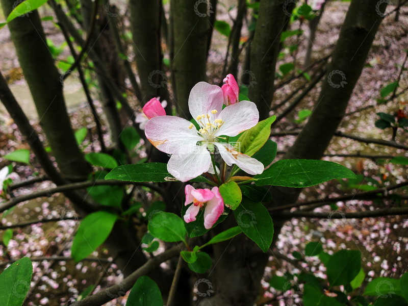 高清大图下载【趣麦麦图】春日晚樱樱花花朵花卉花瓣绿叶