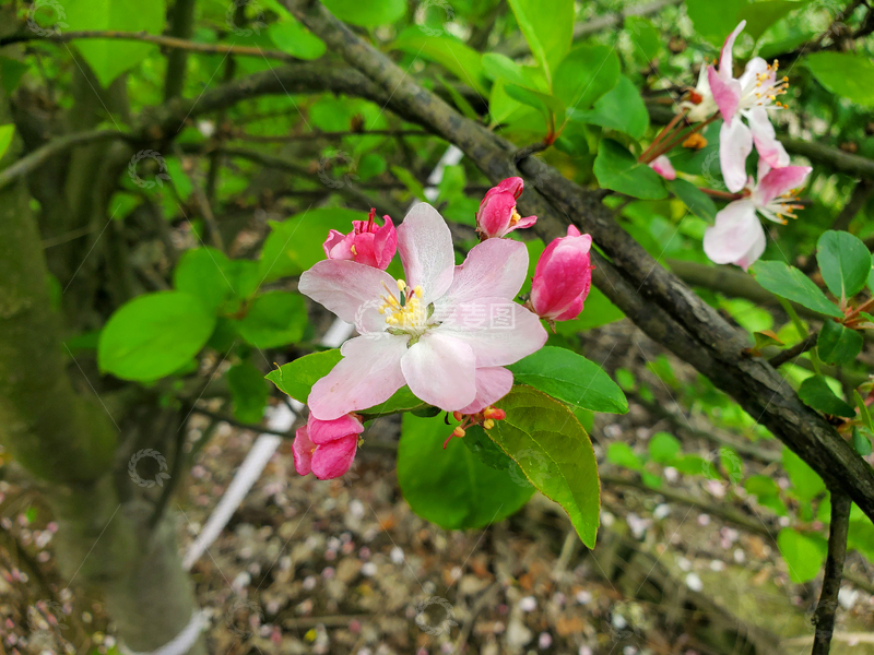 高清大图下载【趣麦麦图】樱花花朵花卉花苞绿叶树枝树叶