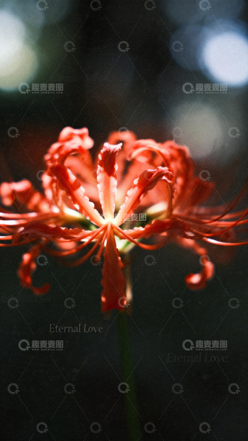 高清大图下载【趣麦麦图】彼岸花绽放永恒之爱