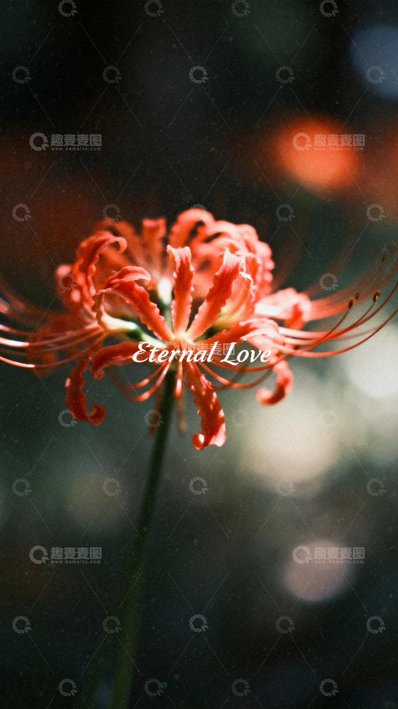 高清大图下载【趣麦麦图】红色花朵永恒爱摄影