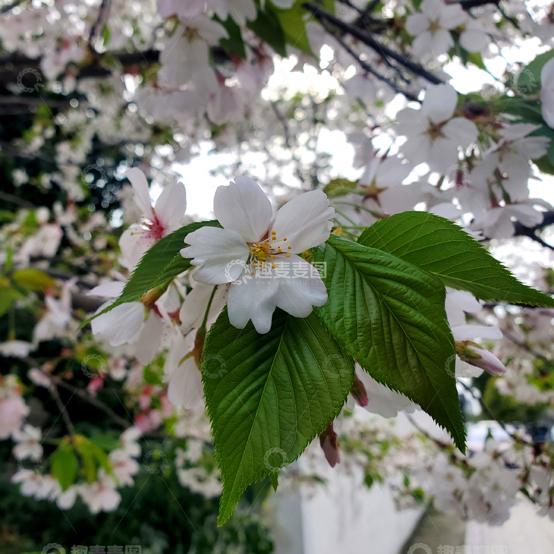 高清大图下载【趣麦麦图】樱花花朵花卉花瓣花蕊绿叶树叶树枝