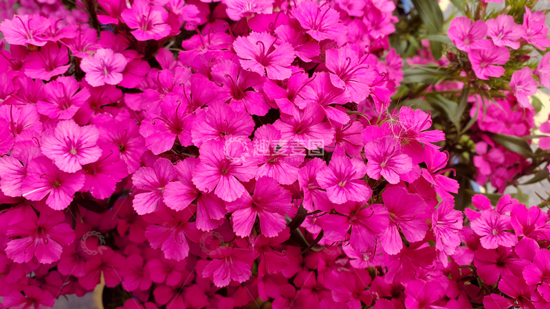高清大图下载【趣麦麦图】石竹花洛阳花花朵花卉花瓣花丛