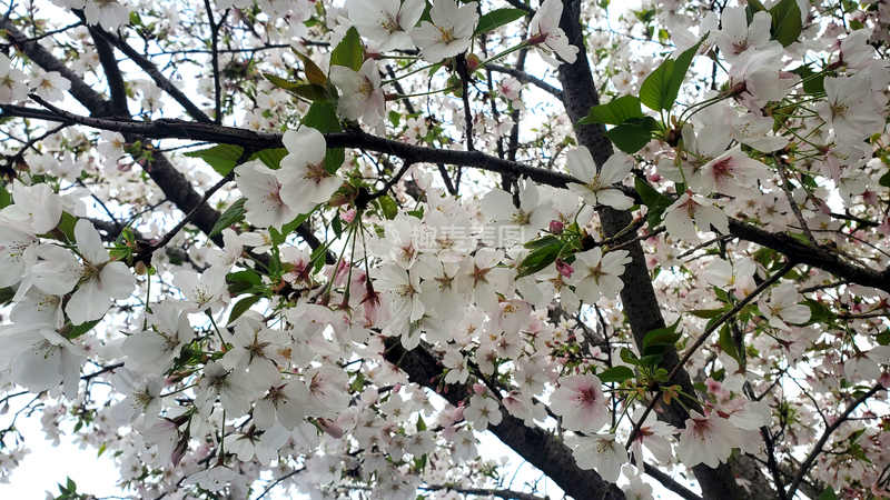 高清大图下载【趣麦麦图】樱花晚樱花朵花卉花枝树枝樱树
