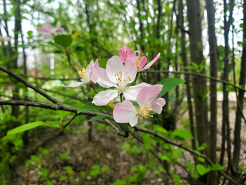 春日樱花晚樱花朵花瓣花蕊绿叶树枝
