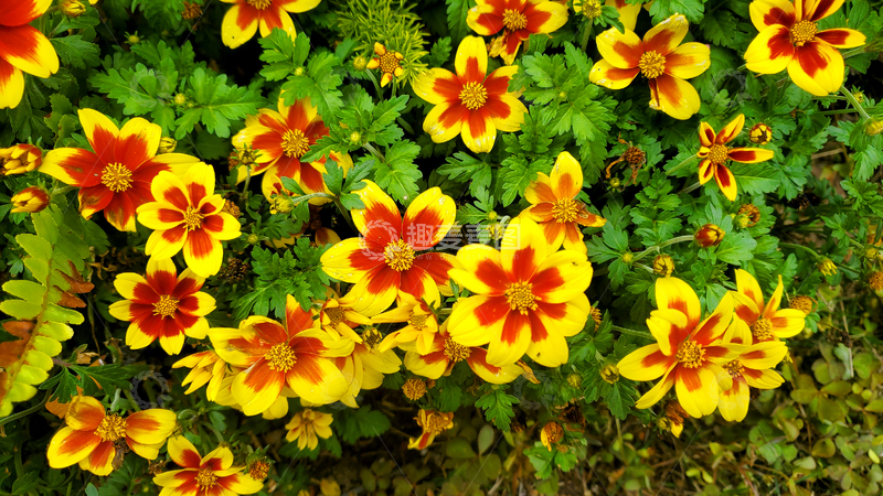 高清大图下载【趣麦麦图】花丛花朵花卉花瓣花蕊绿叶植物鬼针草