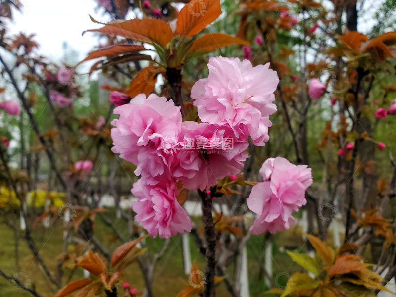 高清大图下载【趣麦麦图】八重樱晚樱樱花花朵花卉树叶树枝
