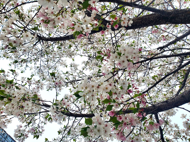 高清大图下载【趣麦麦图】春日樱花樱树晚樱花朵花卉树枝树干