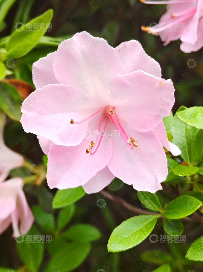 高清大图下载【趣麦麦图】锦绣杜鹃花朵花卉花瓣花蕊花蕾