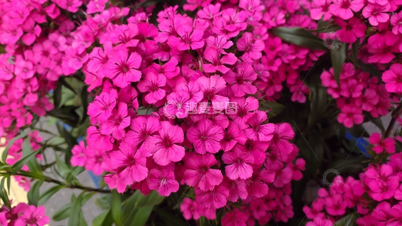 高清大图下载【趣麦麦图】五彩石竹花花朵花卉花瓣花丛花簇