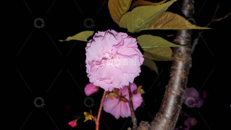 高清大图下载【趣麦麦图】樱花晚樱八重樱花朵花卉绿叶树叶