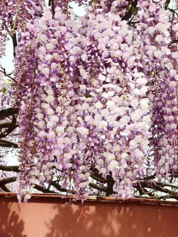 紫藤萝花朵花卉花序花穗花瓣花枝