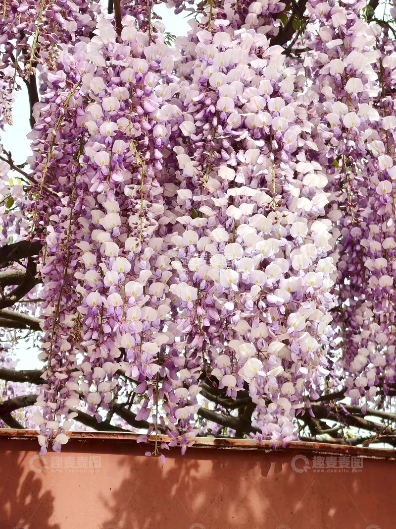 高清大图下载【趣麦麦图】紫藤萝花朵花卉花序花穗花瓣花枝