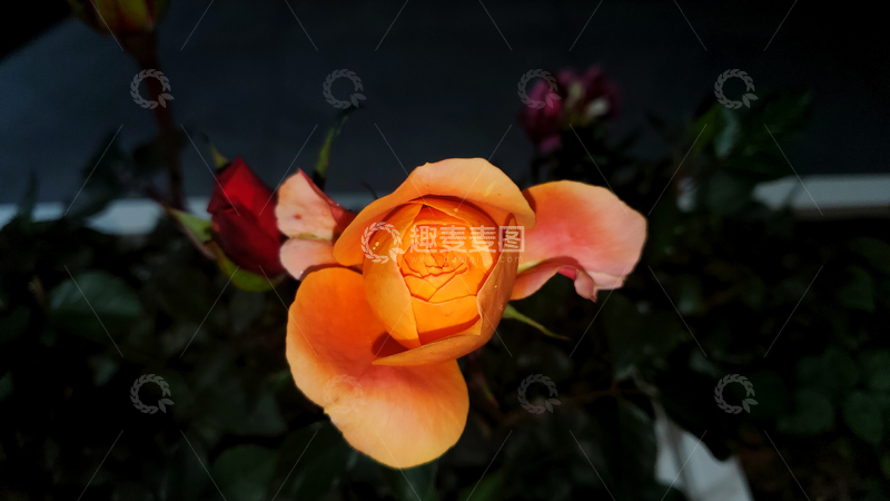 高清大图下载【趣麦麦图】香水月季花卉花朵花苞花瓣聚焦摄影