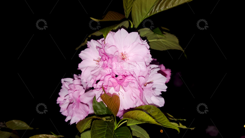 高清大图下载【趣麦麦图】八重樱晚樱樱花花朵花卉花瓣绿叶