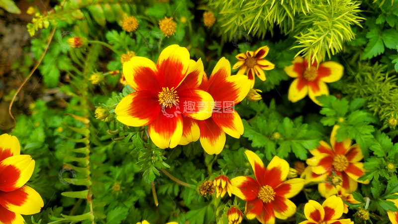 高清大图下载【趣麦麦图】金黄鬼针草菊花花朵花卉花瓣花蕊