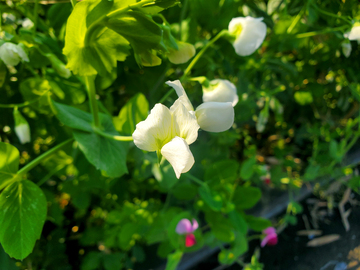 白花豌豆花花朵花卉花瓣绿叶