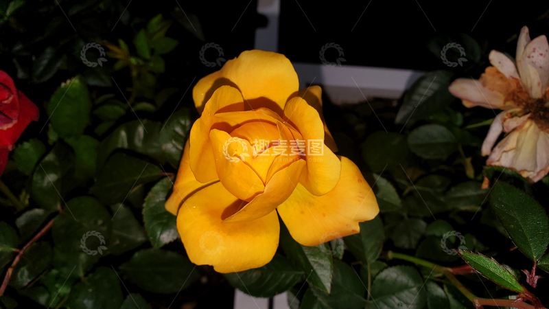 高清大图下载【趣麦麦图】香水月季花朵花苞花骨朵花瓣花卉