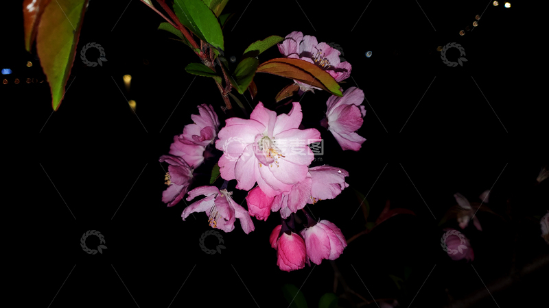 高清大图下载【趣麦麦图】樱花花朵花卉花瓣花蕊花枝树枝