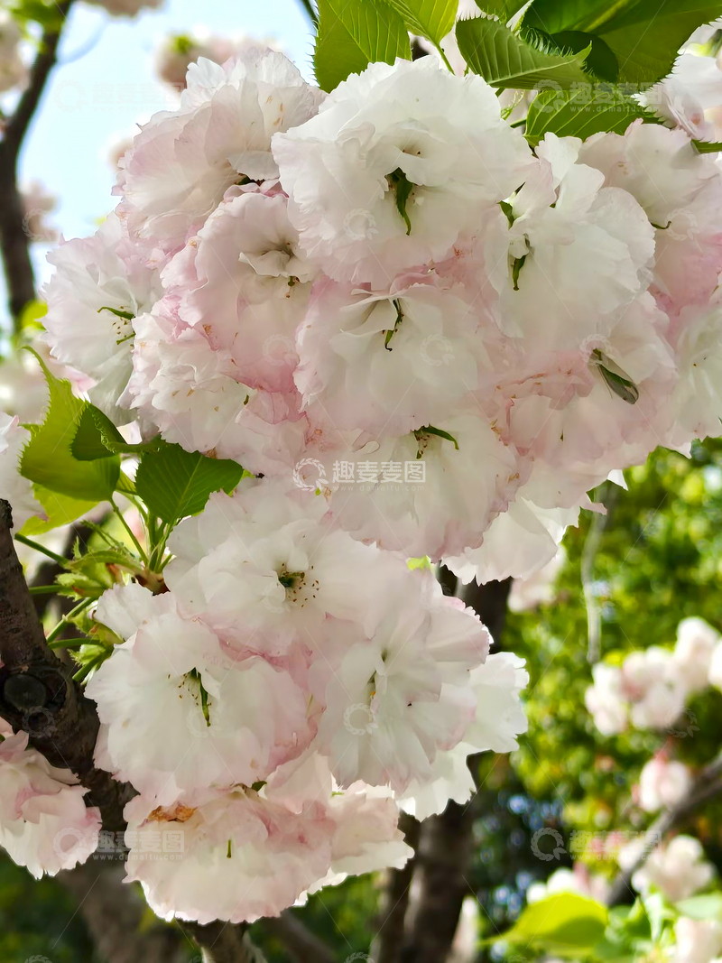 高清大图下载【趣麦麦图】樱花八重樱晚樱花卉花朵花瓣绿叶树叶