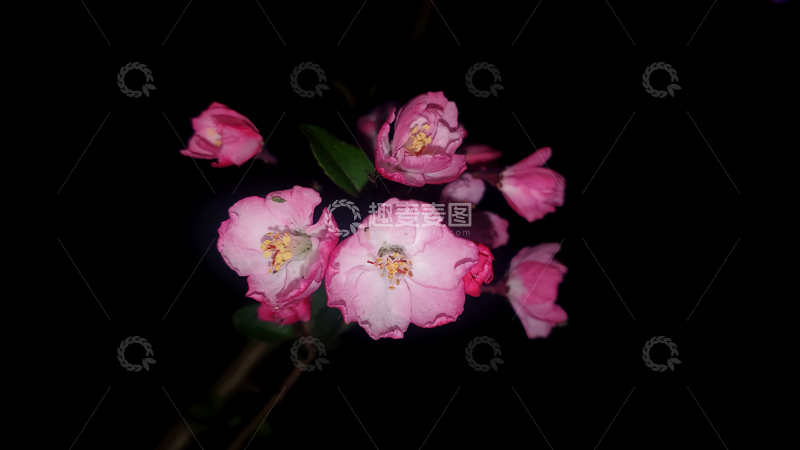 高清大图下载【趣麦麦图】八重樱樱花红樱花朵花卉花蕊聚焦摄影