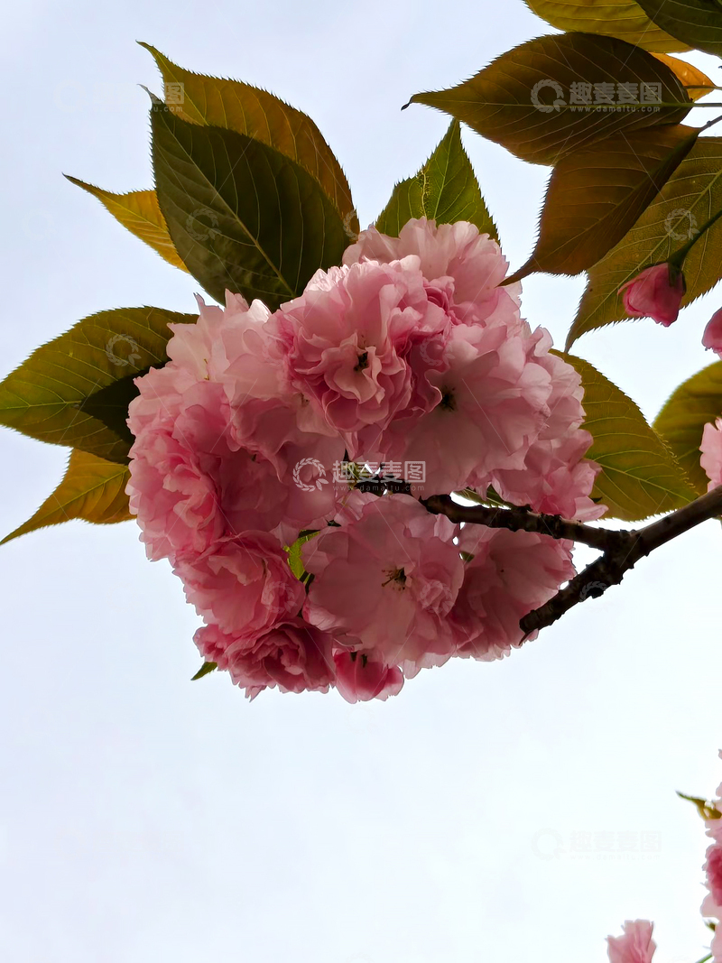高清大图下载【趣麦麦图】八重樱红缨花花朵花卉花瓣绿叶树叶