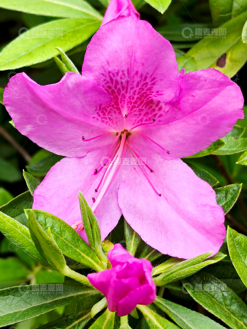 高清大图下载【趣麦麦图】锦绣杜鹃花朵花卉花瓣花蕾花蕊