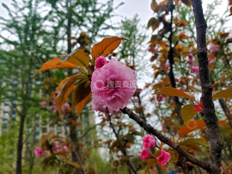 高清大图下载【趣麦麦图】日本晚樱樱花红缨花卉花朵树叶树枝