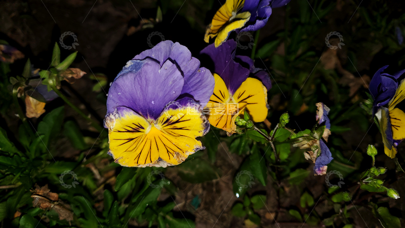 高清大图下载【趣麦麦图】三色堇猴面花花朵花卉花瓣绿叶植物