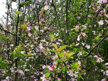 春日樱花樱树花朵花枝树枝树木树林