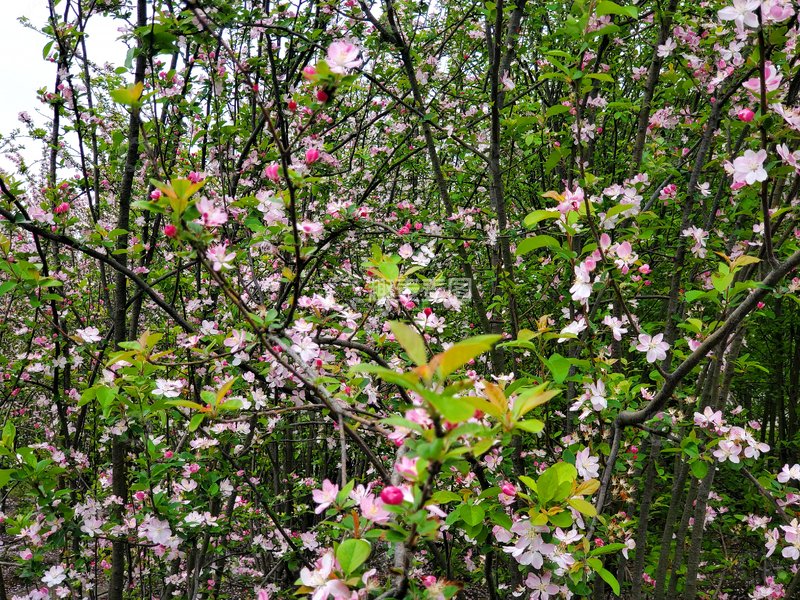 高清大图下载【趣麦麦图】春日樱花樱树花朵花枝树枝树木树林