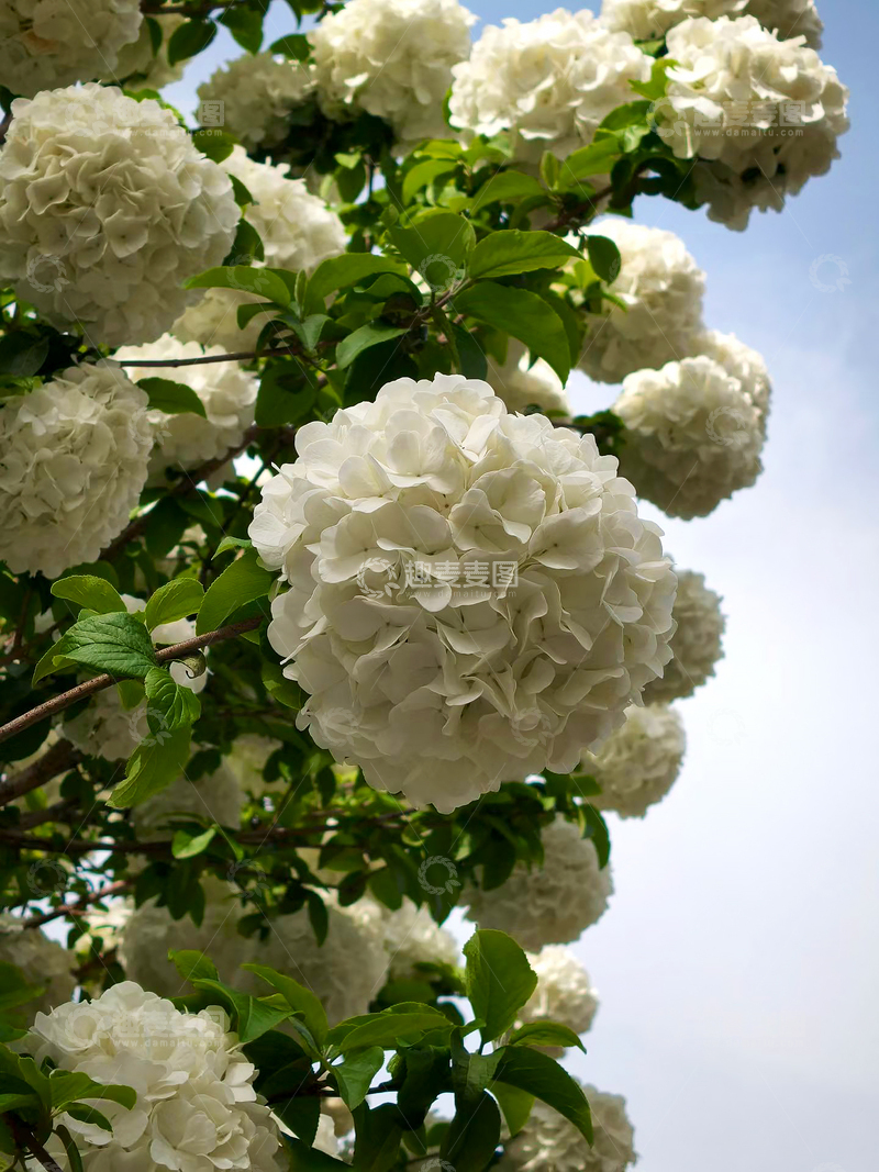 高清大图下载【趣麦麦图】木绣球荚蒾花朵花卉花簇花球绿叶