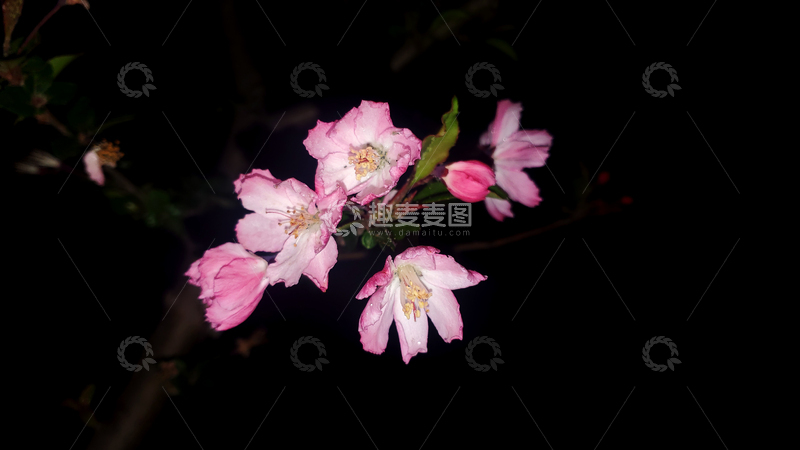 高清大图下载【趣麦麦图】垂丝海棠花花朵花卉花瓣花蕊花苞