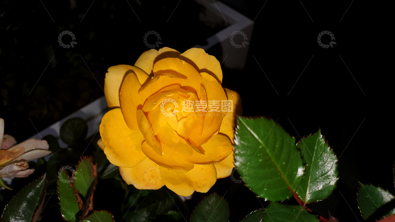 高清大图下载【趣麦麦图】香水月季花朵花卉花瓣聚焦摄影