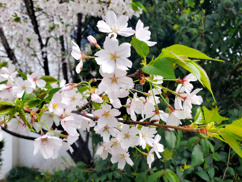 高清大图下载【趣麦麦图】樱花早樱晚樱花卉花朵花枝树枝树叶