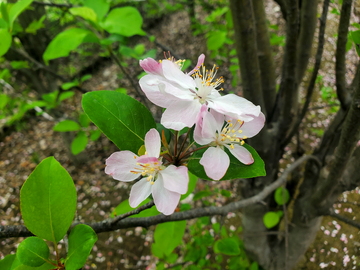 春日晚樱樱花花朵花瓣花蕊绿叶树枝