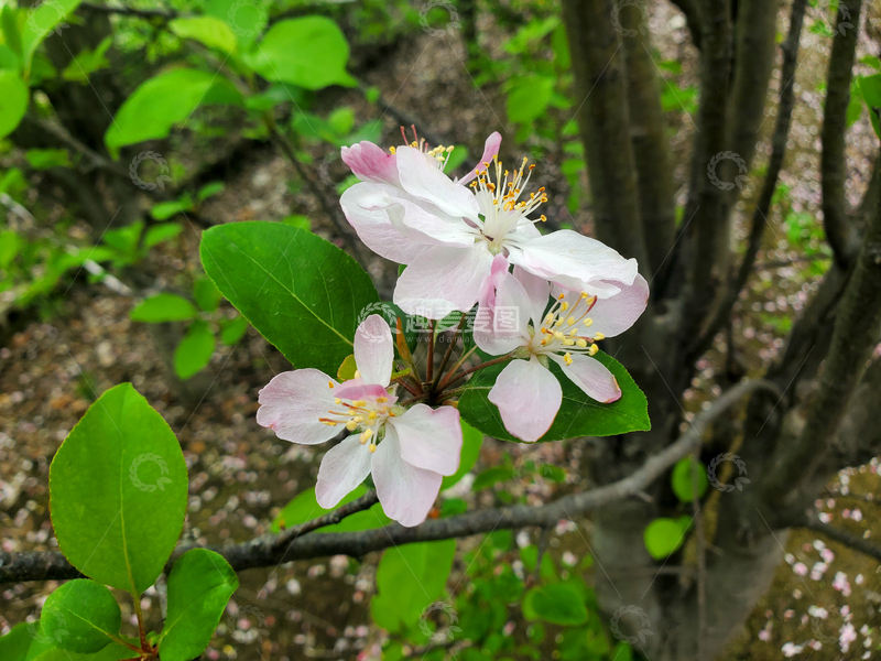 高清大图下载【趣麦麦图】春日晚樱樱花花朵花瓣花蕊绿叶树枝