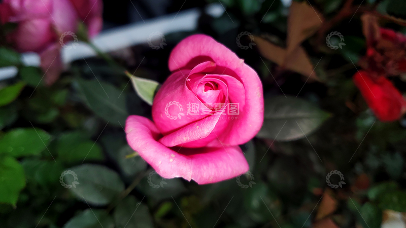 高清大图下载【趣麦麦图】月季花花苞花骨朵花朵花瓣花卉