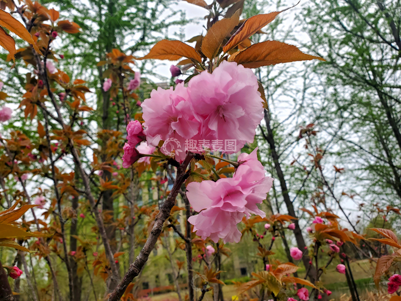 高清大图下载【趣麦麦图】-关山樱八重樱樱花花朵花卉树叶树枝