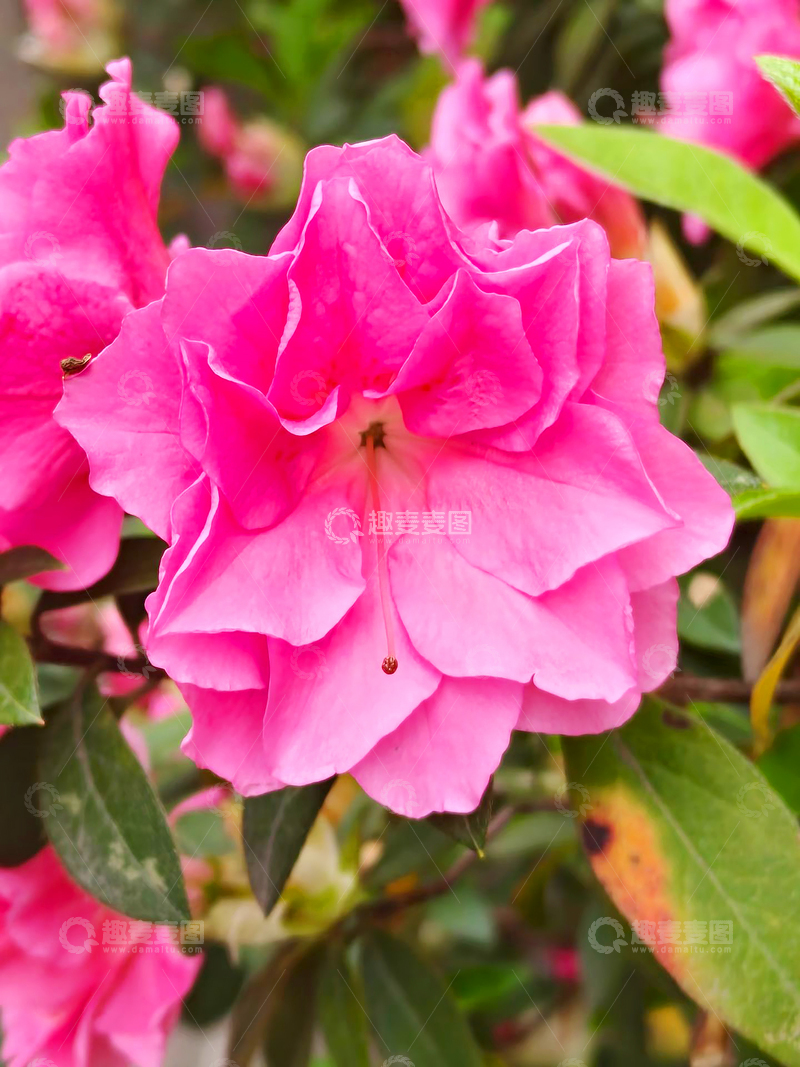 高清大图下载【趣麦麦图】锦绣杜鹃花朵花卉花瓣花蕊绿叶