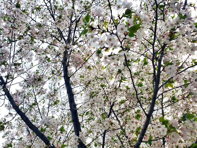 高清大图下载【趣麦麦图】晚樱樱花花朵花卉花枝树枝樱树