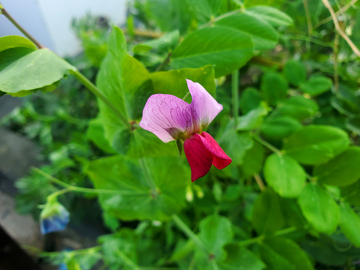 红花豌豆花花朵花卉花瓣绿叶