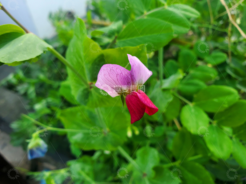 高清大图下载【趣麦麦图】红花豌豆花花朵花卉花瓣绿叶