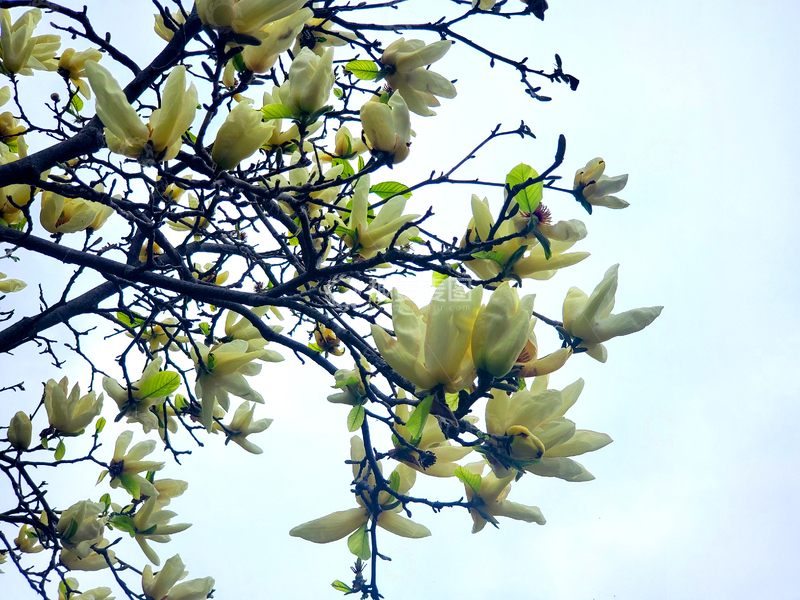 高清大图下载【趣麦麦图】飞黄玉兰花花朵花卉花枝树枝树木