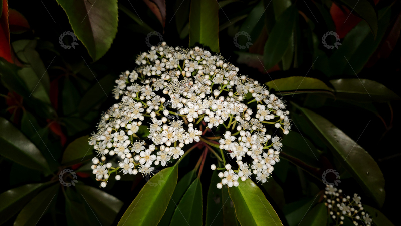 高清大图下载【趣麦麦图】石楠花花朵花卉花簇绿叶树叶聚焦摄影