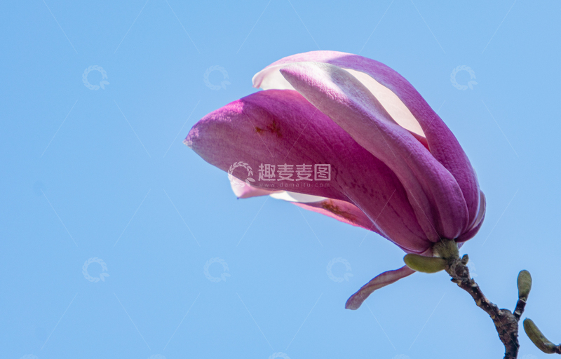 高清大图下载【趣麦麦图】逆光怒放的紫玉兰花开高清蓝天背景