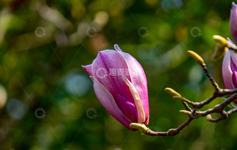 高清大图下载【趣麦麦图】春日晴天紫玉兰花蕾含苞待放自然美景高清图