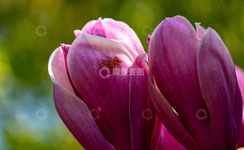 高清大图下载【趣麦麦图】微距实拍绽放的紫木兰花特写