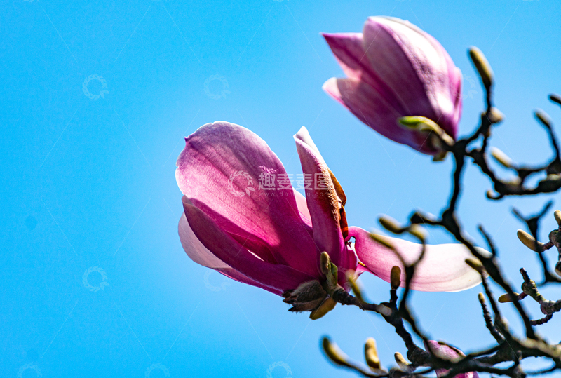 高清大图下载【趣麦麦图】紫玉兰花盛开蓝天背景海报背景商用高清图