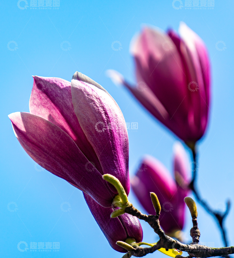 高清大图下载【趣麦麦图】逆光怒放的紫玉兰花开高清蓝天海报背景